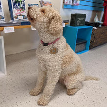 White dog wearing light brown barrel tag