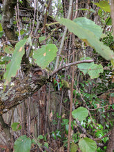 A camo ginormous micro geocache hanging in a tree 