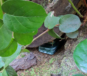 I camo cache hidden under a trunk in the woods 