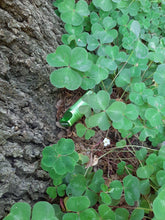 Green geocache hidden in clovers